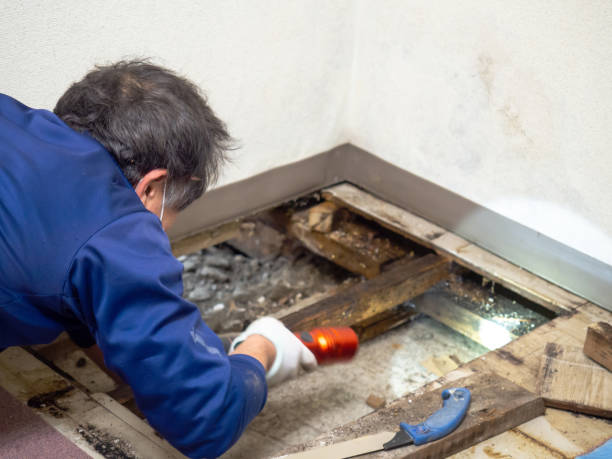Reliable Greensboro, NC Mold Removal Solutions