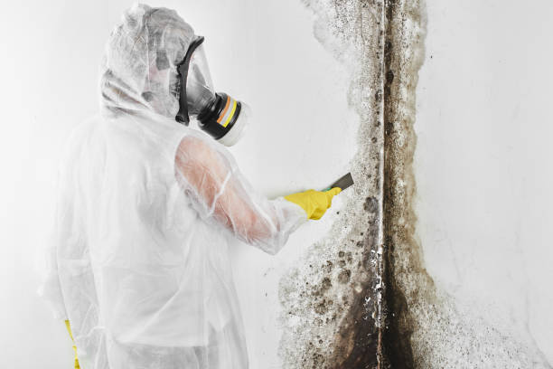 Best Mold Testing and Removal  in Greensboro, NC
