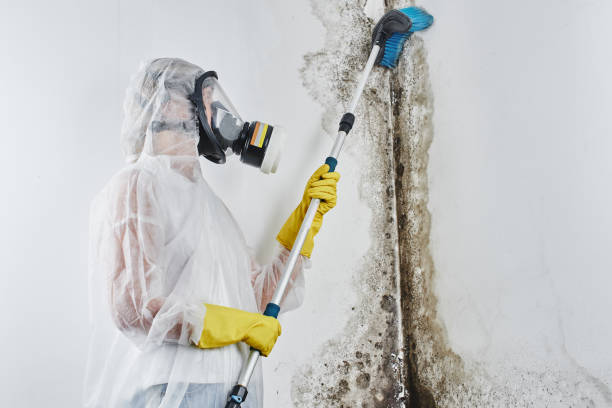 Best Certified Mold Removal  in Greensboro, NC