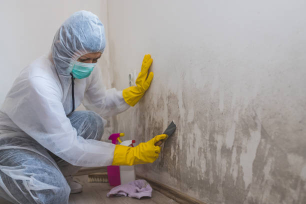 Mold Testing and Removal in Greensboro, NC