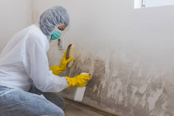 Best Mold Removal and Inspection  in Greensboro, NC