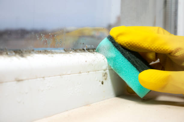 Best Mold Removal Company Near Me  in Greensboro, NC
