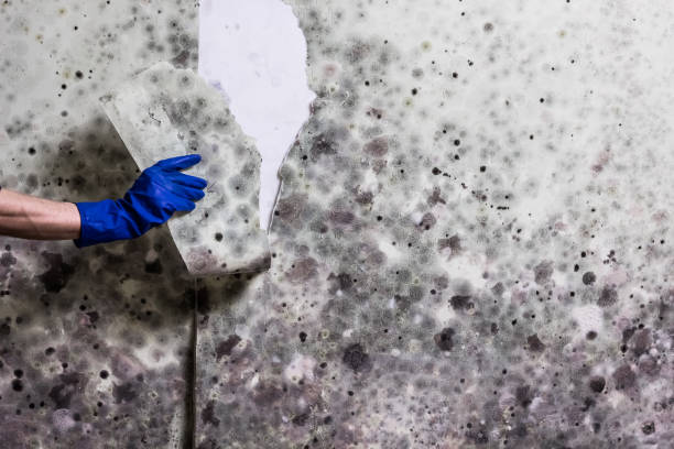 Best Emergency Mold Removal  in Greensboro, NC